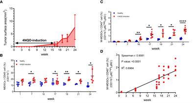 Targeting M-MDSCs enhances the therapeutic effect of BNCT in the 4-NQO-induced murine head and neck squamous cell carcinoma model